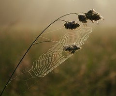 pavučina