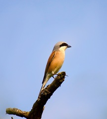 Lanius collurio