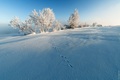 Zima