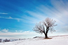 Krušnohorské pláně