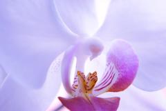 Orchidea