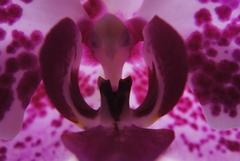 orchidea2