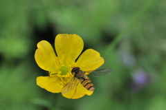 Včela2