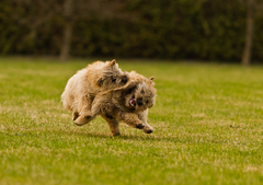 Cairn terrier fight