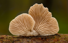 Pahliva