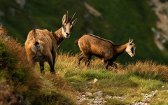 Mami poď, už má fotiek habadej..