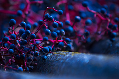 susedovie strecha . .