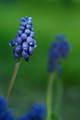 modrica strapcovitá (Muscari atl