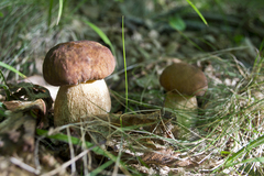 Dvaja