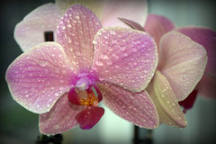 Kvapôčky a orchidea