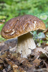 Fešáčik