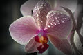 Orchidea 2