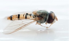 macro