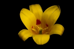 Tulipan