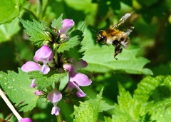 Bzzz