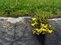 Kvet v múre