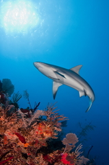 reef shark