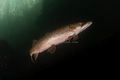 Esox