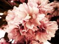 Mother's Day