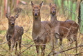 Follow Deers