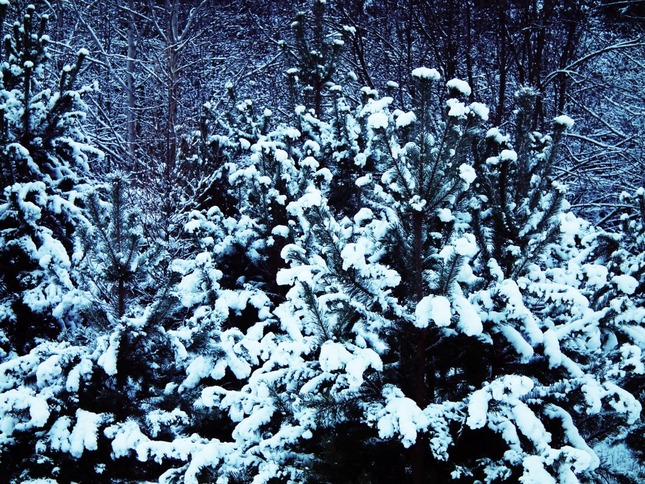 Winter