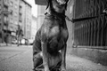 Street fotografia a Olympus OM-D - rozhodujúci okamih pre m43?