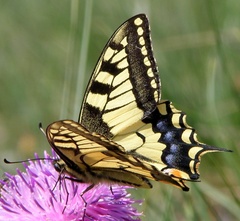 Papilio machaon