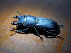 Dorcus parallelopipedus