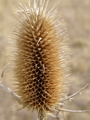 makro