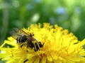 Apis mellifera