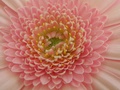 gerbera