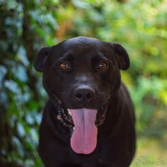 Blacky