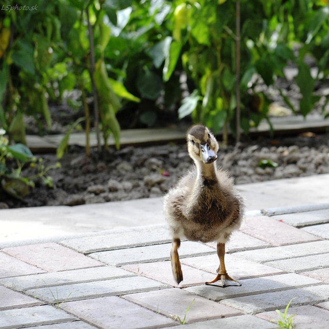 Donald
