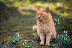 Garfield ...