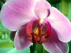 pink orchid