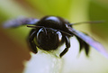 Xylocopa violacea