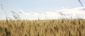 Fields of gold