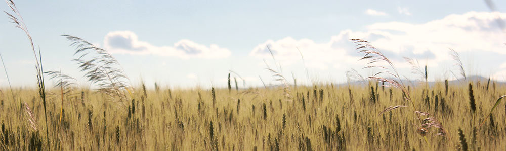 banix wallpaper