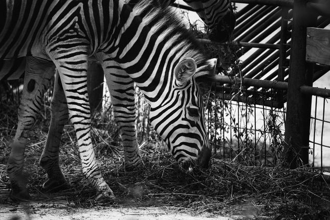 zebra