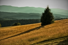 strom