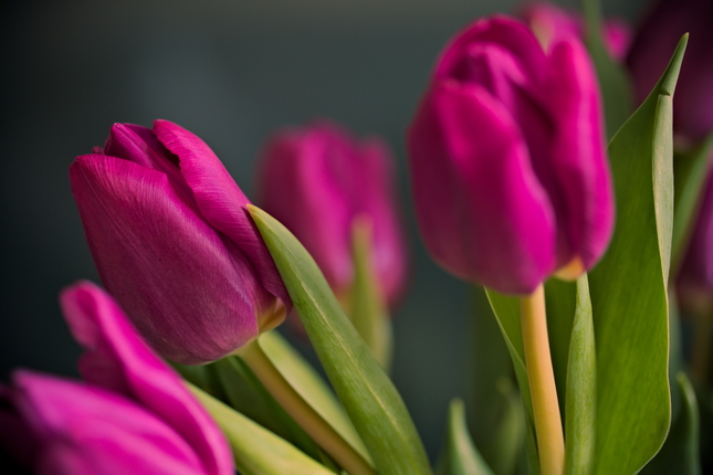 Tulipany 2