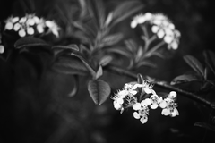 B&W