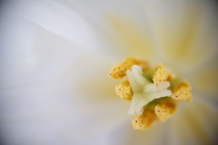 tulipan_1