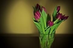 Tulipany