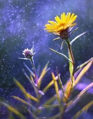 v posledných lúčoch slnka