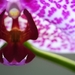 orchidea \ /
