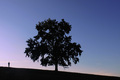 tree and the stranger
