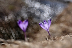 Šafran spišský IV.