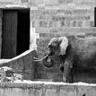 sloni muz
