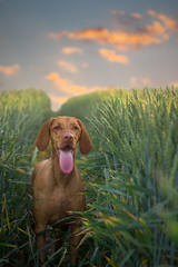 Dreaming in the hay